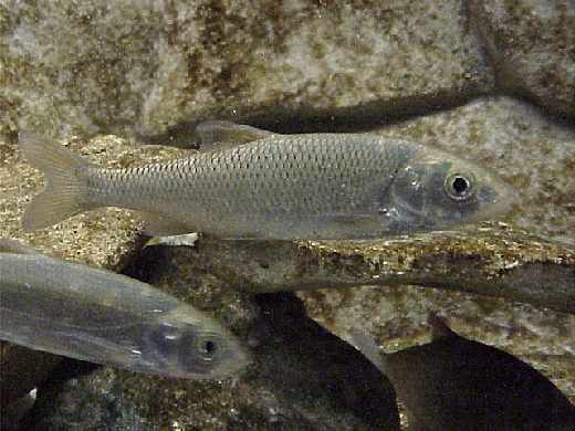 Toxostome Patrimoine du Morvan